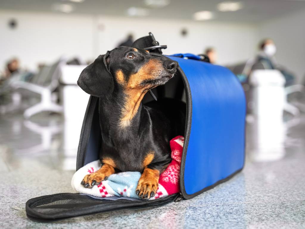 small dog in carrier at the airport